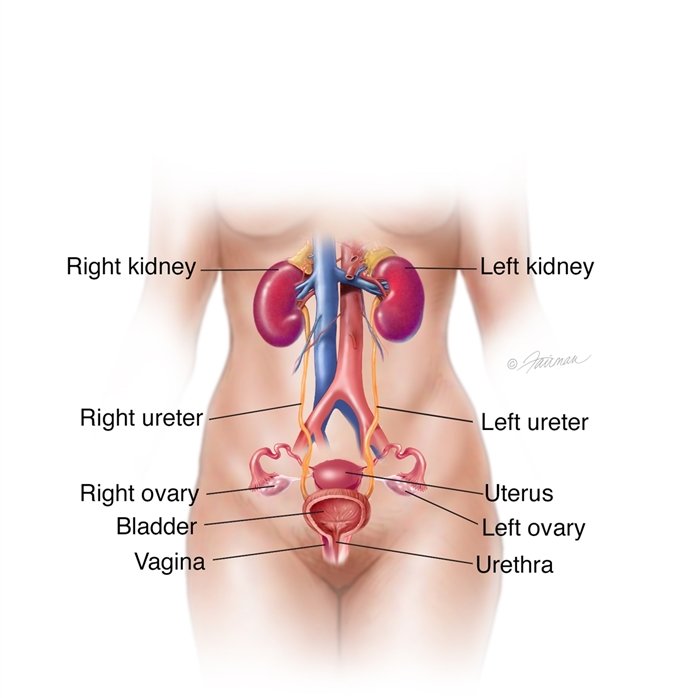 female urinary tract (uti)