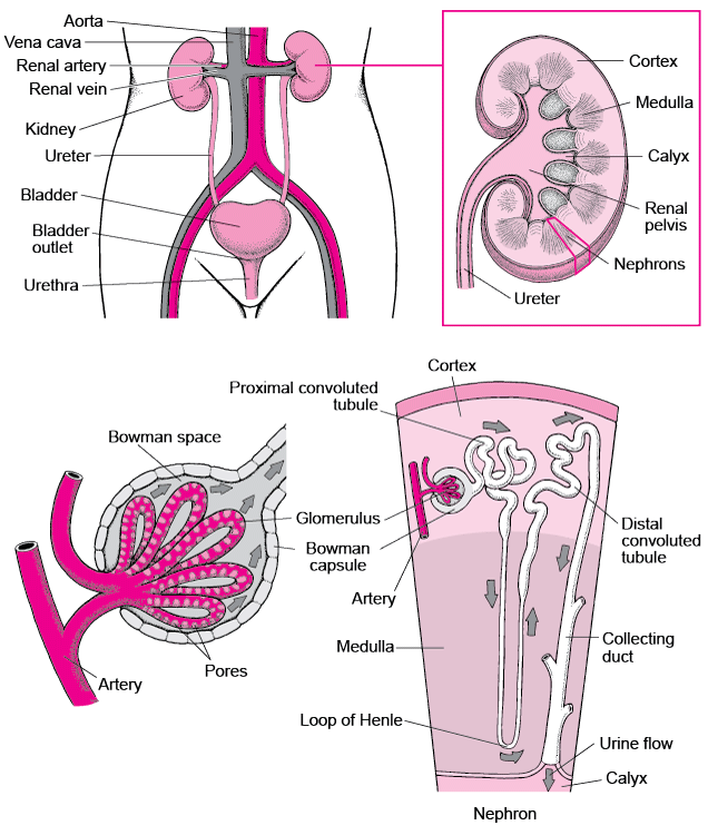 kidney tubule problems (renal tubular disorders)