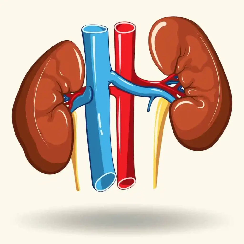 kidney