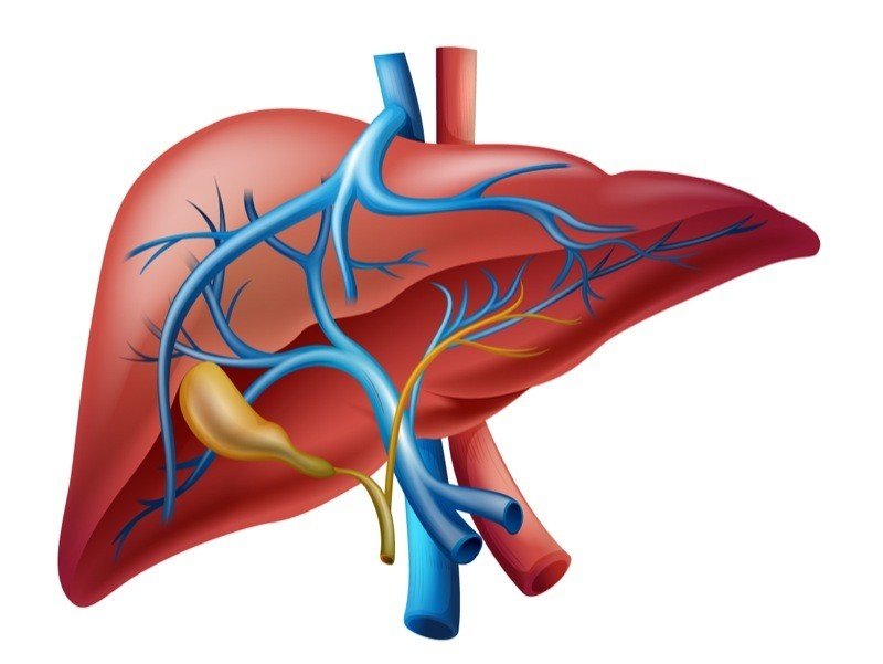 illustration,of,the,human,internal,liver